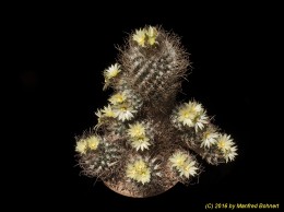 Turbinicarpus pseudomacrochele v. minimus 1342